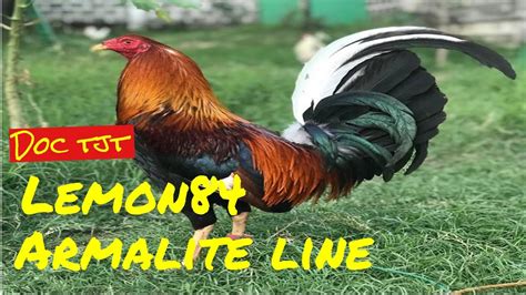 Lemon84 armalite line of Doc Teddy Tanchanco .
